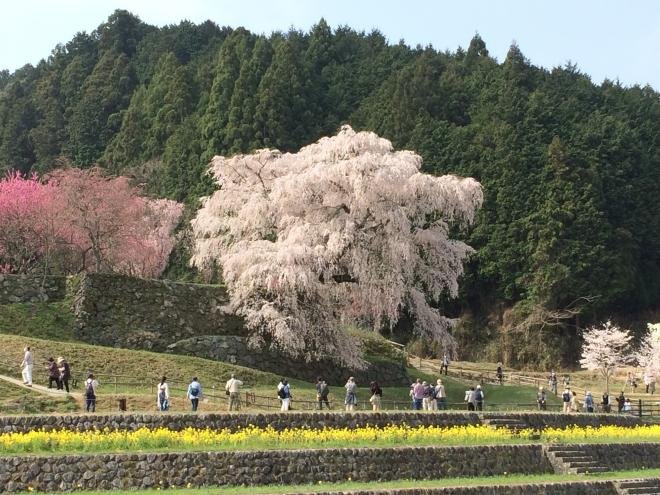 🌸 마타베 벚나무(마타베자쿠라) 이미지 9
